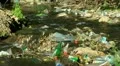 dirty polluted river 1/2 HD Footage