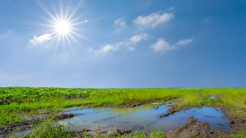 Dirty pond among green fields at the sunny day Vídeos de archivo 324196225