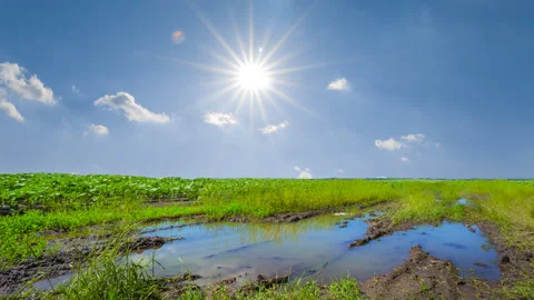 Dirty pond among green fields at the sunny day Stock Footage 331003425