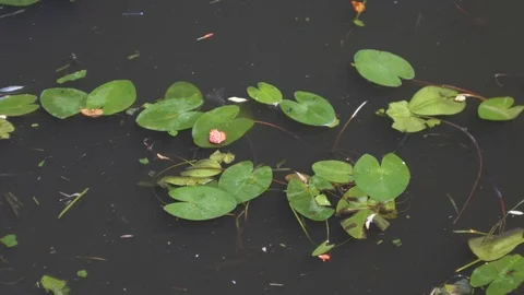 Dirty pond water  Stock Footage 106298089