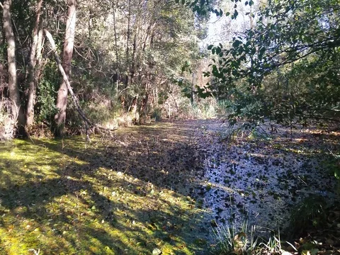 Dirty pond in the woods 動画素材 80561903