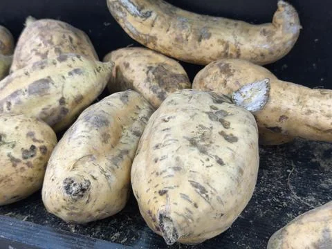 Dirty potatoes on a dark surface. 库存照片
