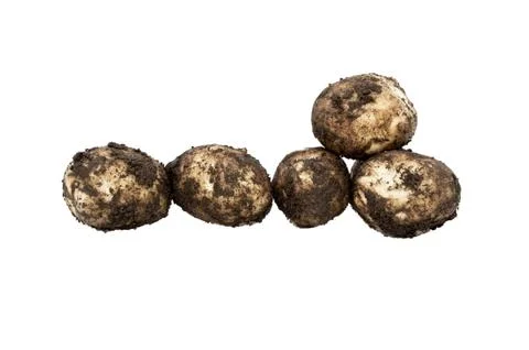 Dirty potatoes Stock Photos