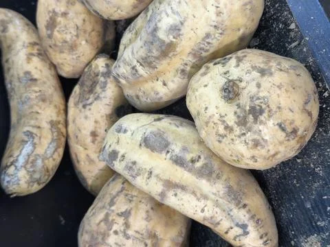 Dirty potatoes in a pile. Stock Photos