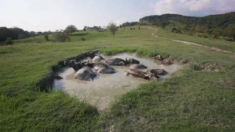 Dirty puddle and resting herd of water buffaloes on fresh green field against 動画素材 162735214