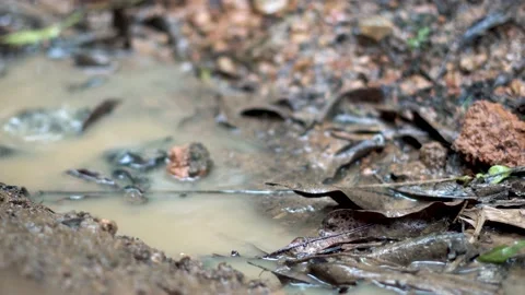 Dirty puddle Stock Footage 222658874