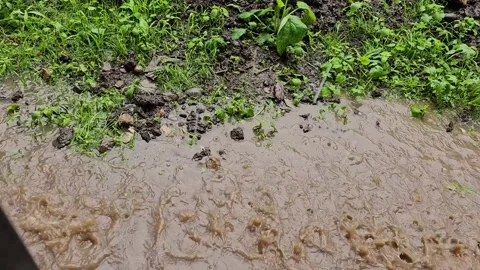 Dirty Puddle with Heavy Rain Falling into Grass Stock Footage 330588220