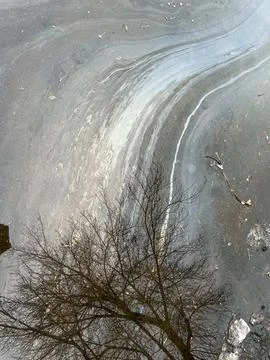Dirty puddle with reflection of tree branches. Autumn background. Stock Photos