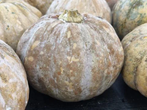 Dirty pumpkins on a table top. 写真素材