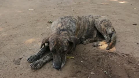 Dirty puppy Stock Footage 12366492