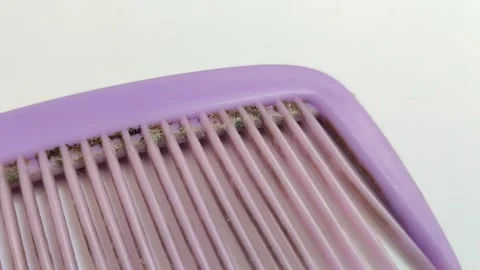 A dirty purple comb on a white background 動画素材 313254995