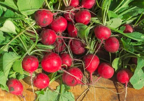 Dirty radish 스톡 사진