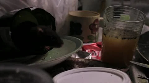 Dirty Rat in a Dirty Kitchen Stock Footage 12192163