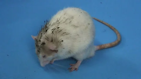 Dirty rat! NO CAPTION Stock Footage 27251761