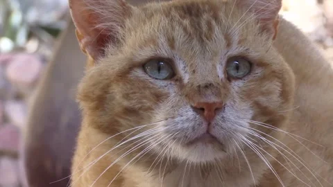 Dirty red cat Stock-Footage 130751820