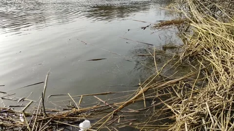 Dirty river bank Stock Footage 174663768