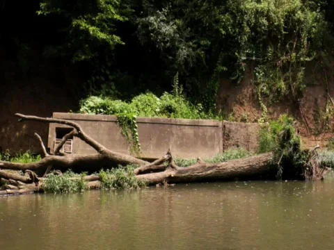DIRTY RIVER BROKEN LOG CEMENT BLOCK Stock Footage 499215