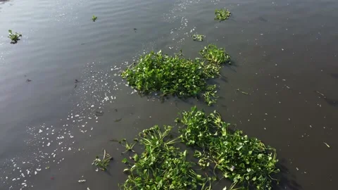 Dirty river with duckweed Stock Footage 149208591