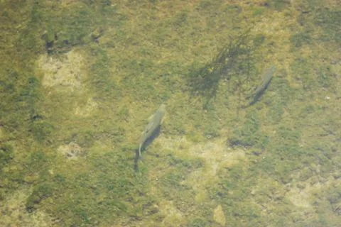 Dirty river with fish Stock Photos
