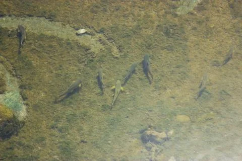 Dirty river with fish Stock Photos