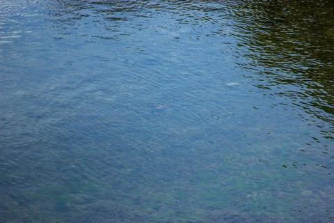 Dirty river with fish Stock Photos