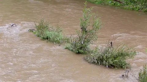 Dirty river Video stock 80016286