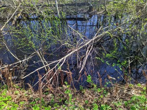 Dirty river in the forest at daytime in spring 스톡 사진