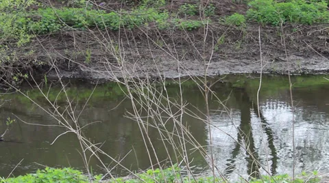 Dirty River through Twigs Stock Footage 34624177