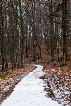 Dirty road to the beech forest Stock Photos