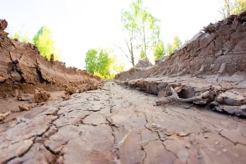 Dirty road in forest Stock Photos