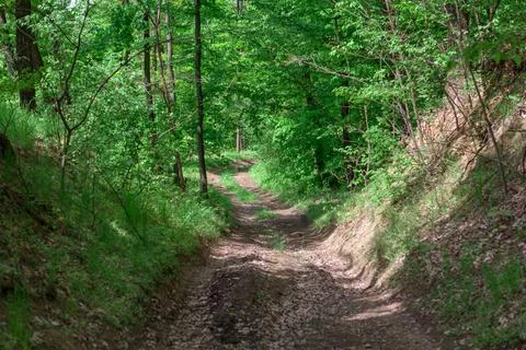 Dirty road in forest Stock Photos