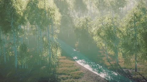 Dirty road through summer forest Stock Footage 208007341