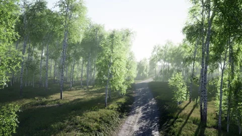 Dirty road through summer forest Stock Footage 231691385