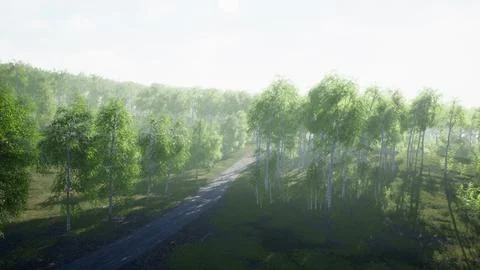 Dirty road through summer forest Illustrazione stock