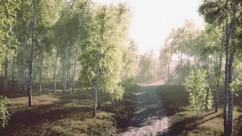 Dirty road through summer forest Illustrazione stock
