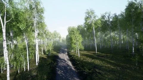 Dirty road through summer forest Illustrazione stock