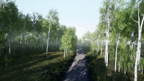 Dirty road through summer forest Illustrazione stock