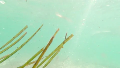 Dirty Sea Algae Stock Footage 157669835