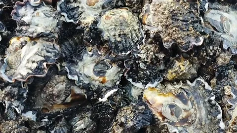 Dirty sea shells stuck to very large rocks Stock Footage 225200470