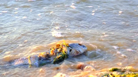 Dirty seashore with dead fish, waves, bad ecology. Ichthyology. Environmental Stock Footage 134846589