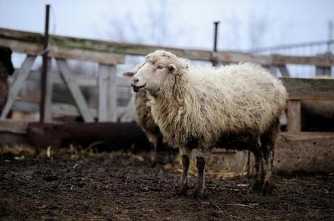 Dirty sheep in the paddock Stock Photos