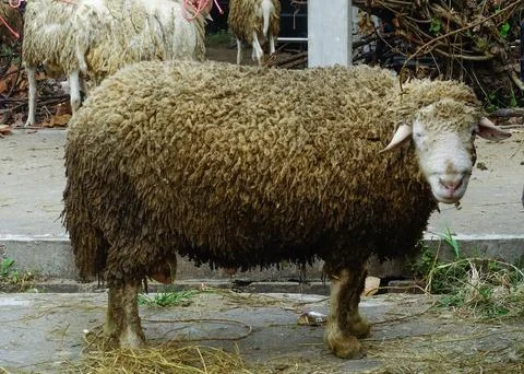 Dirty sheep Stock-Fotos