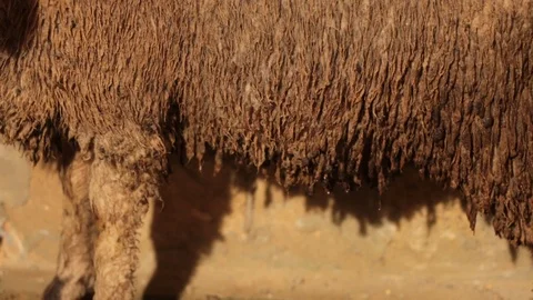 Dirty sheep wool close up Stock Footage 122764276
