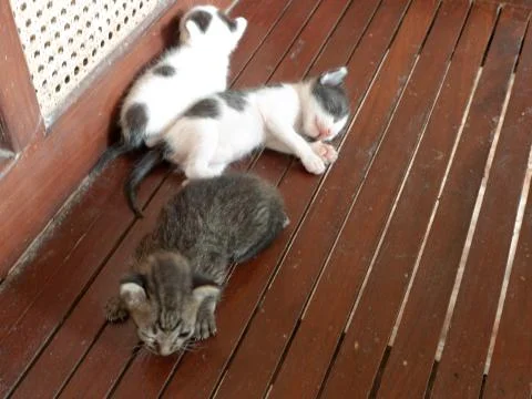 Dirty sleeping kittens Stock Photos