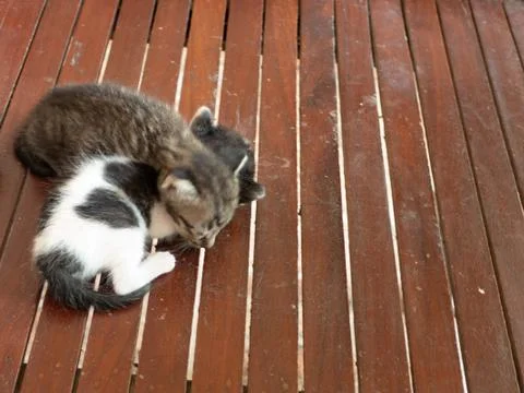 Dirty sleeping kittens Foto stock