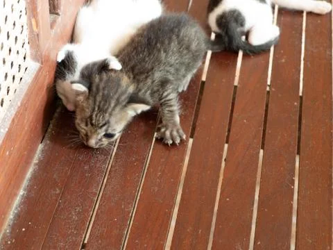 Dirty sleeping kittens Stock Photos