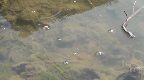 Dirty spring water in a small river Stock Footage 36036584