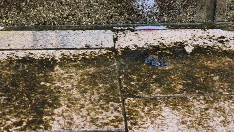 Dirty stone pavement slabs under heavy rain with raindrops splashing Видео 337721388