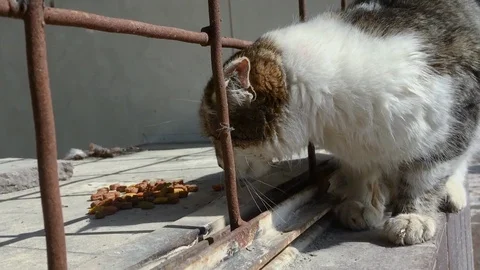 Dirty stray cat eating dry food Stock Footage