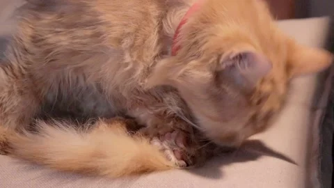 Dirty stray ginger cat excessively cleaning tail. street cat infected with flea  Stock Footage 162692431